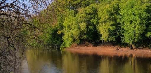 Vegetacion de ribera