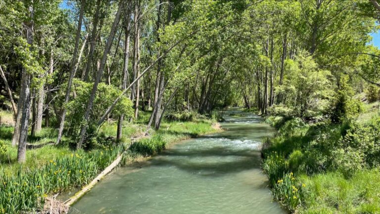 09_Tajuña-primavera-pichi